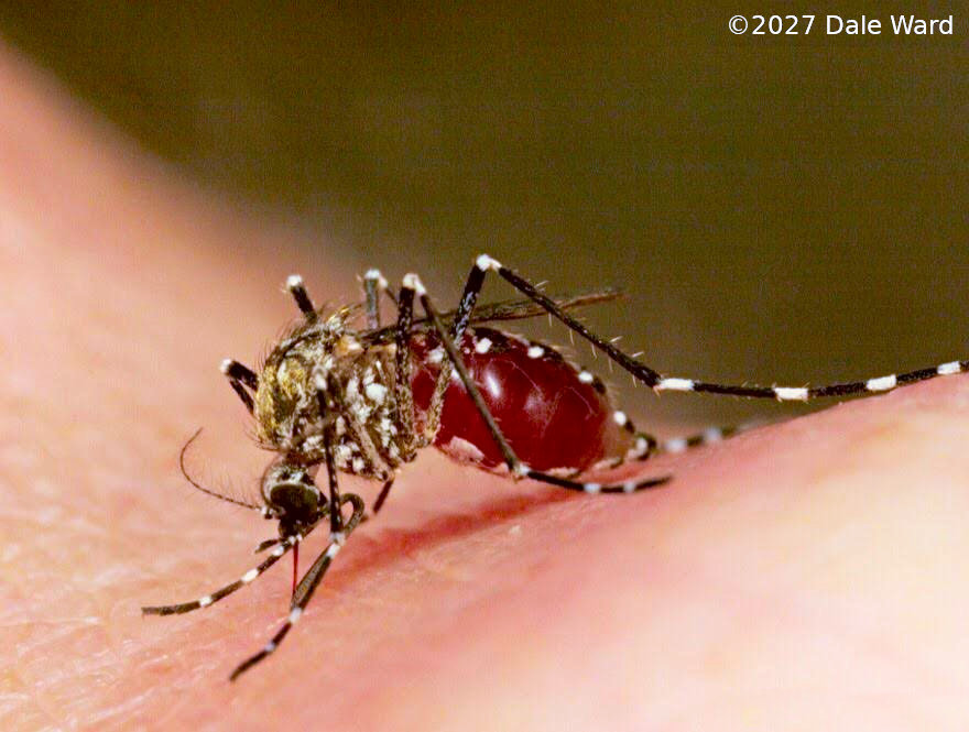 Mosquito feeding