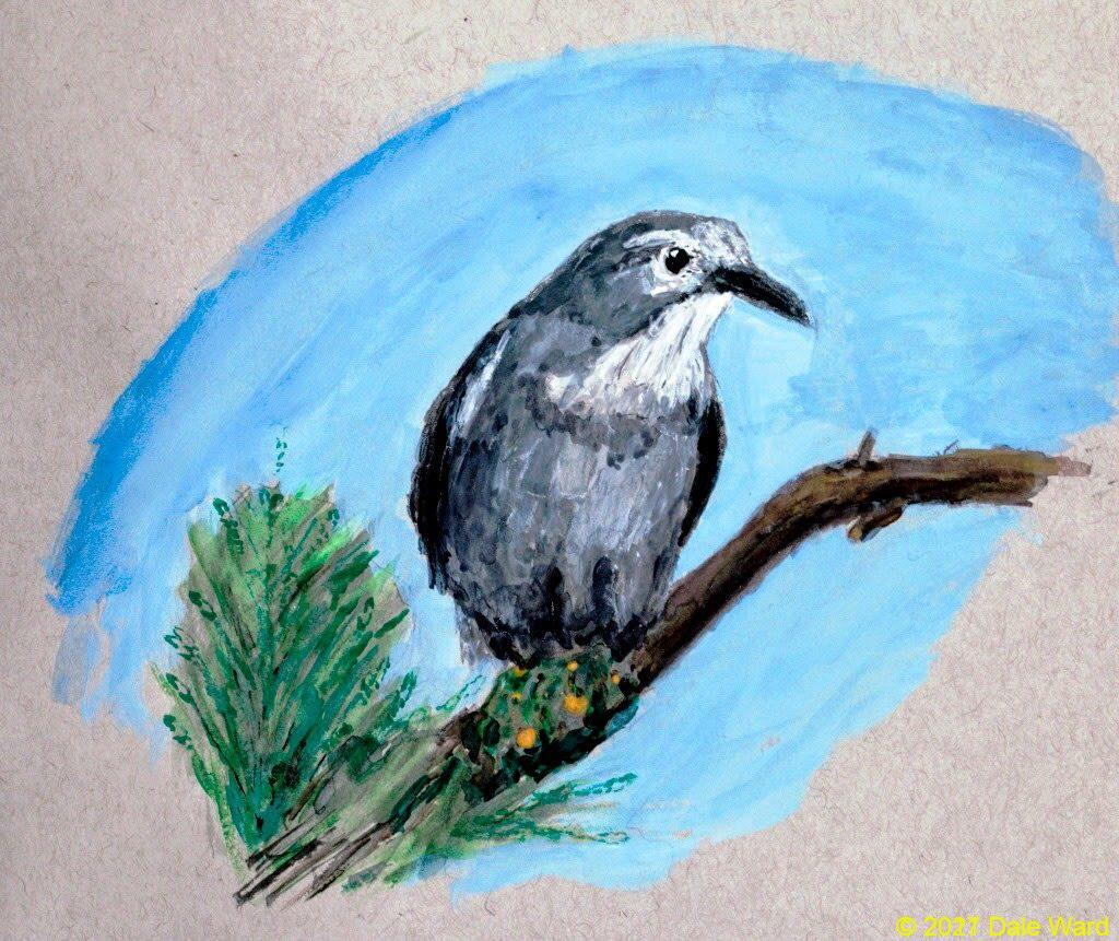 Clark’s Nutcracker, gouache