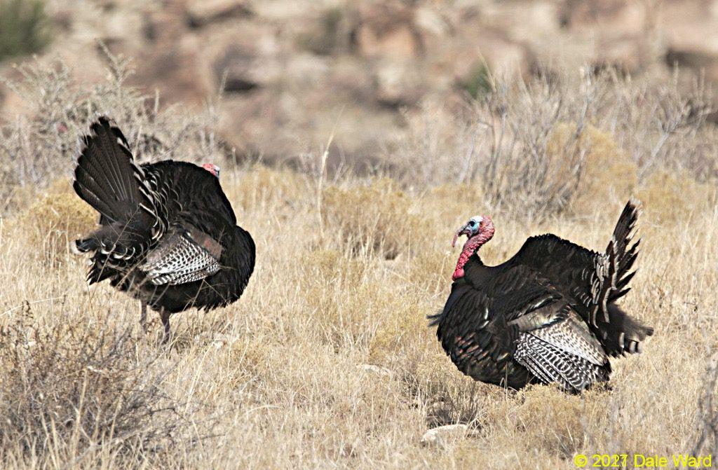 Wild Turkeys Toms