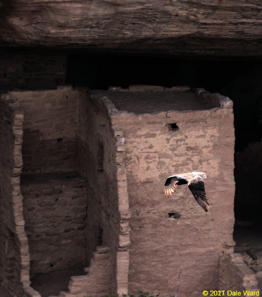 Turkey Vulture and ruins, at Spruce Tree House, Mesa Verde