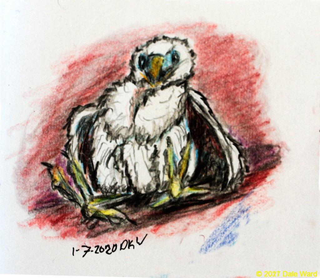 peregrine nestling peregrine nestling painting