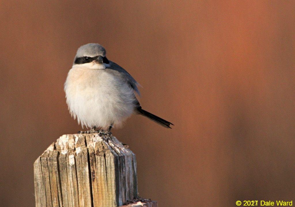 Loggerhead Shrike