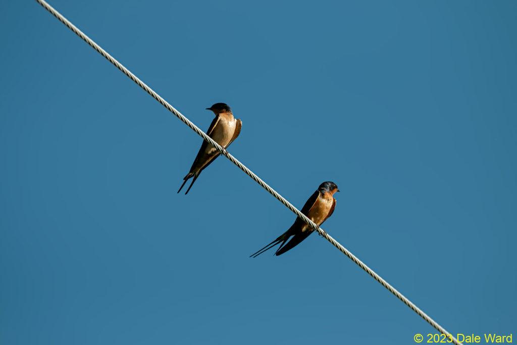 Barn swallows Barn swallows