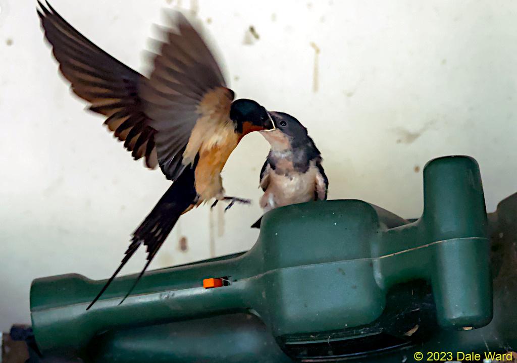 Barn swallows Barn swallows