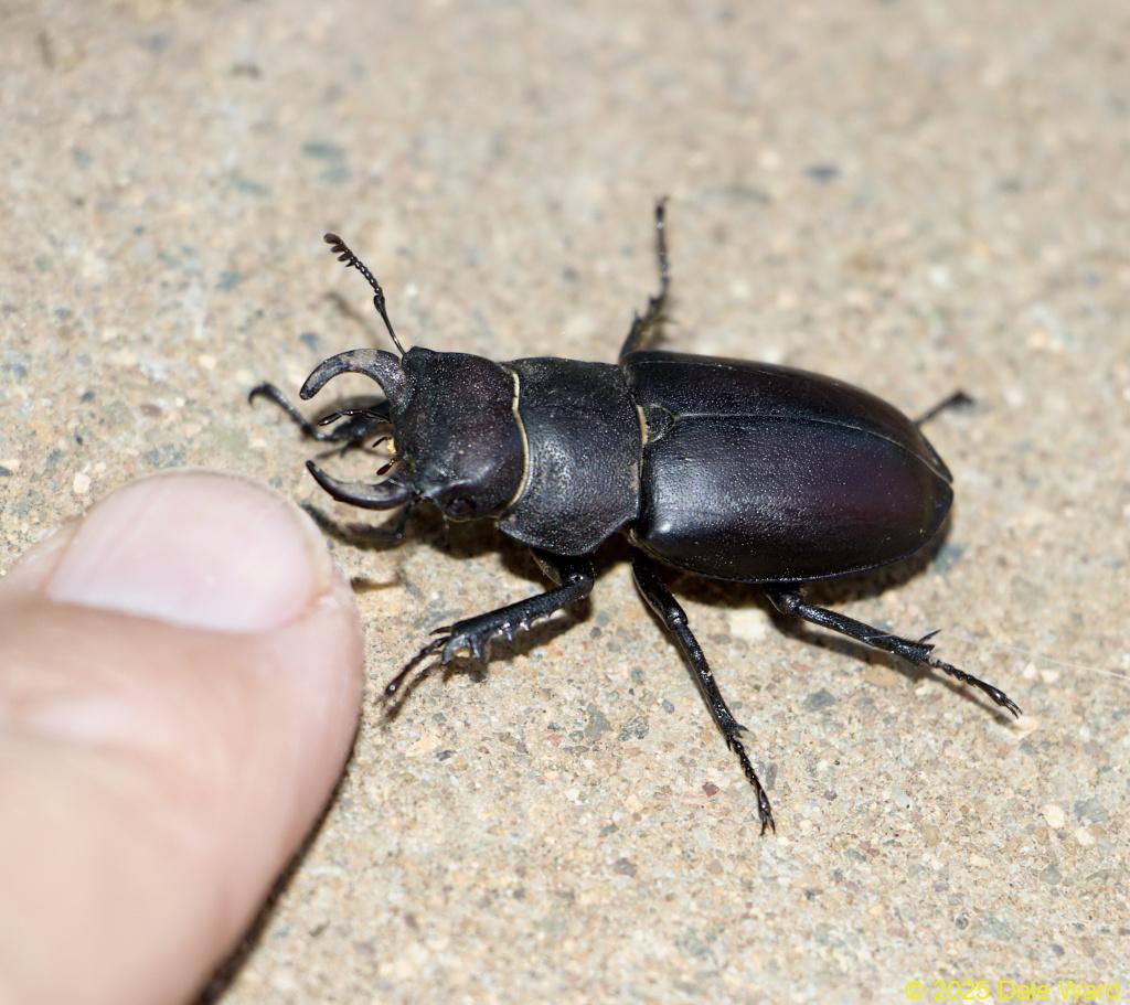 Cottonwood Stag Beetle Cottonwood Stag Beetle