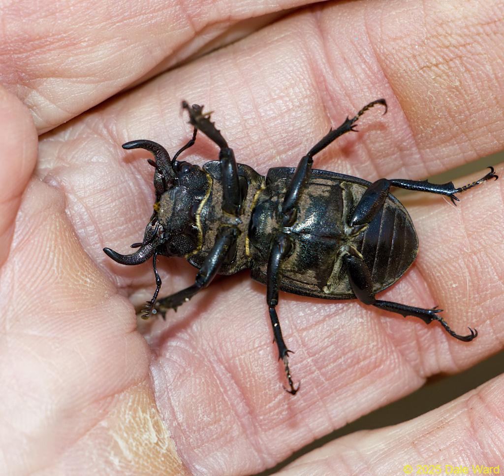 Cottonwood Stag Beetle Cottonwood Stag Beetle