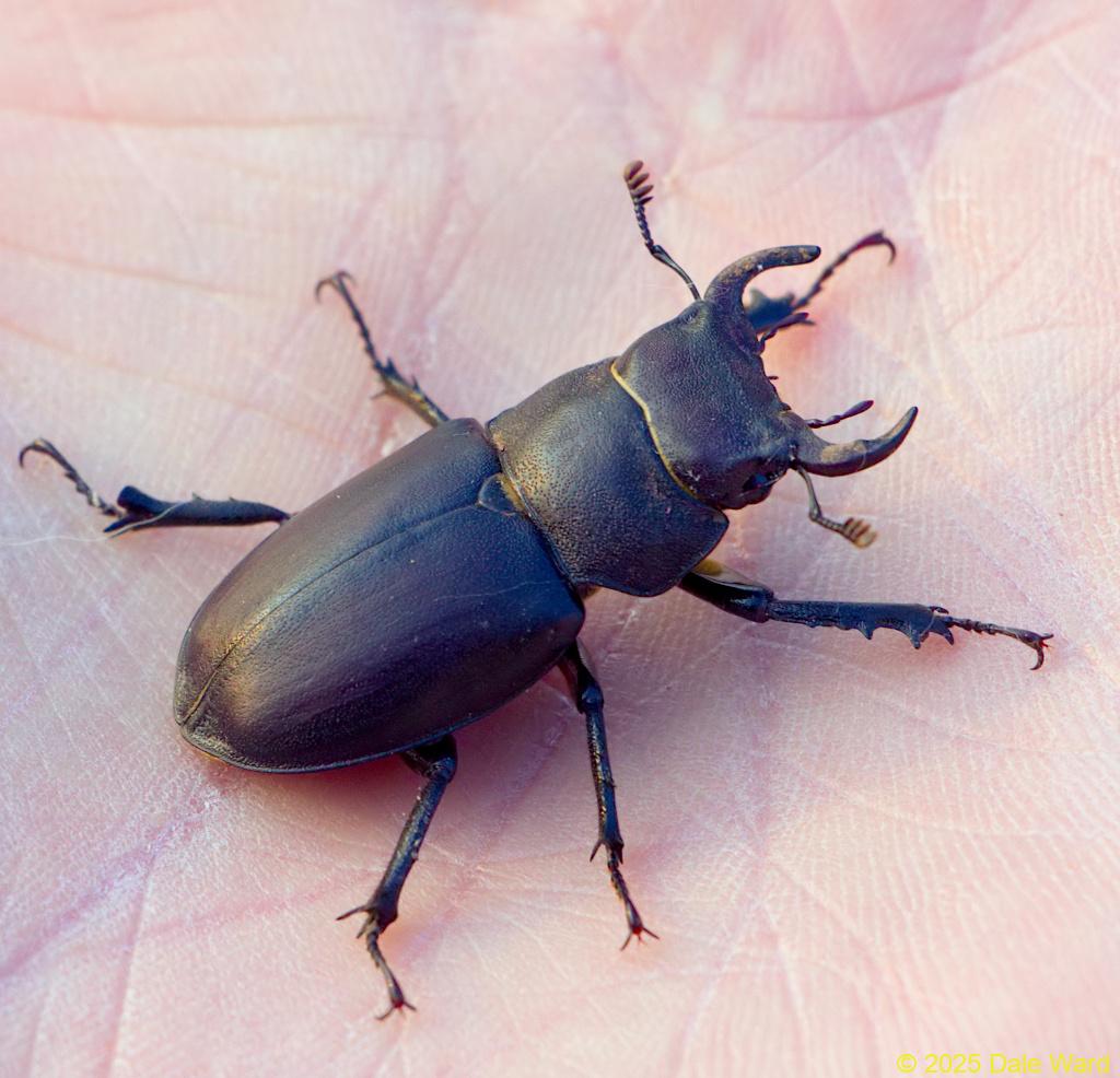 Cottonwood Stag Beetle Cottonwood Stag Beetle