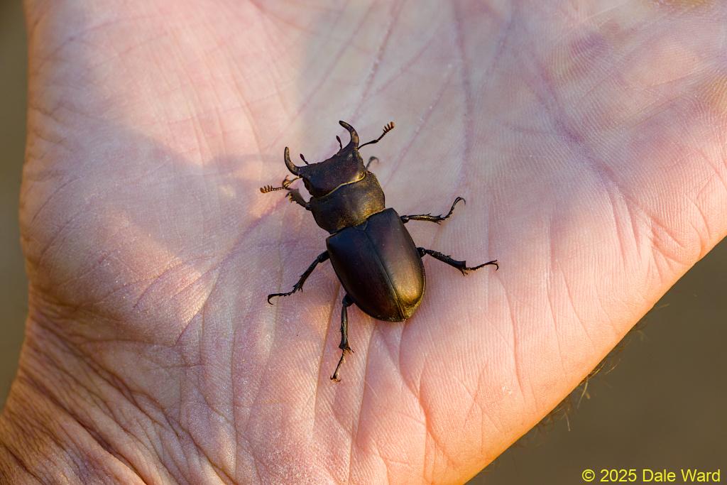 Cottonwood Stag Beetle Cottonwood Stag Beetle