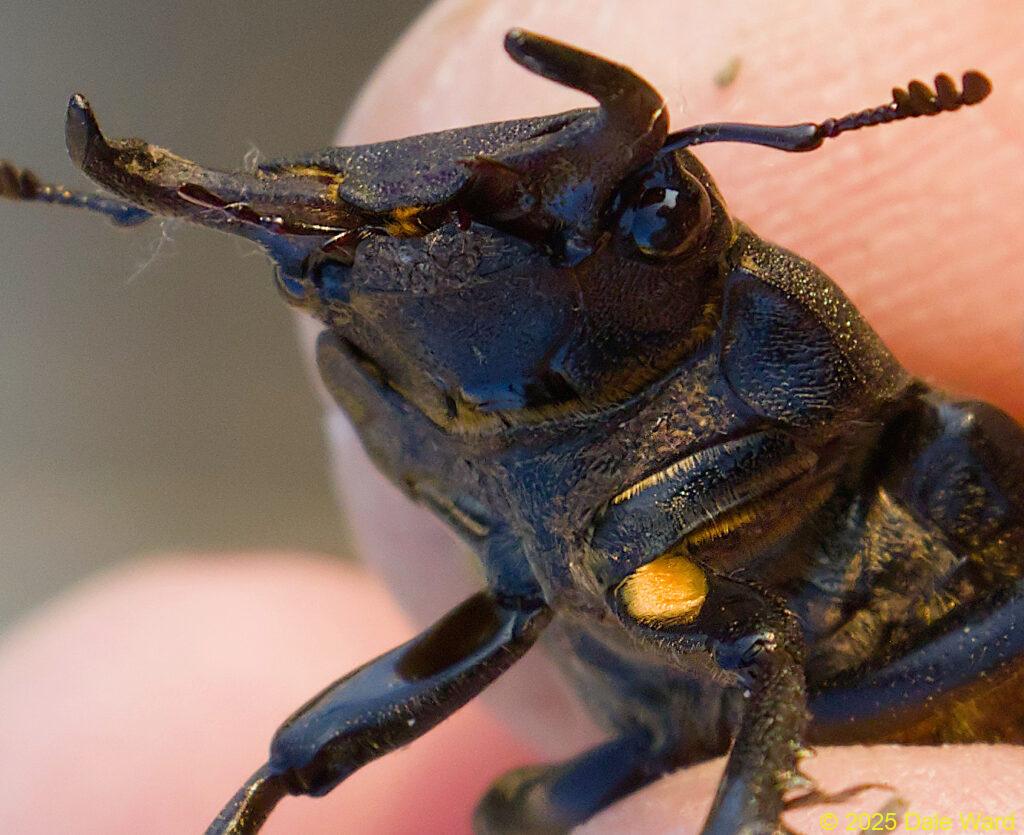 Cottonwood Stag Beetle Cottonwood Stag Beetle