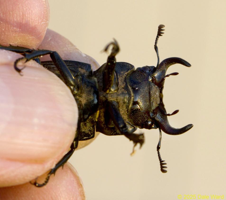Cottonwood Stag Beetle Cottonwood Stag Beetle