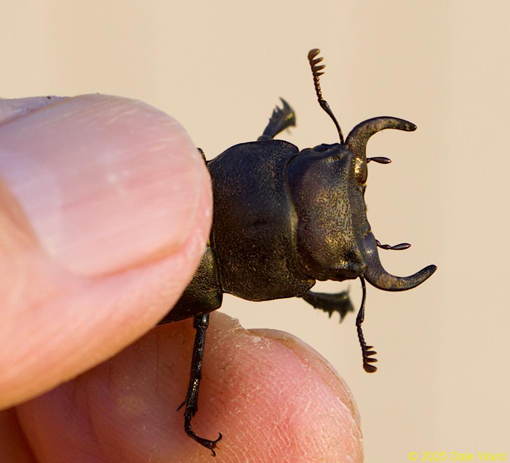 Cottonwood Stag Beetle Cottonwood Stag Beetle