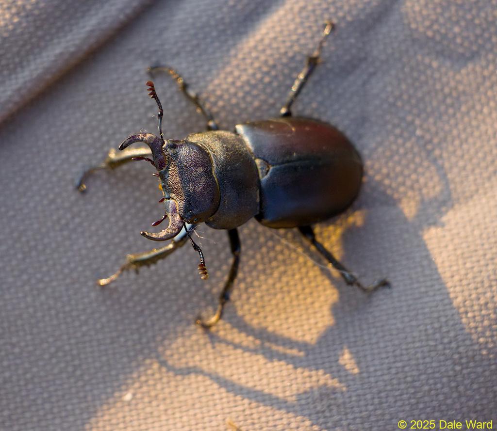 Cottonwood Stag Beetle Cottonwood Stag Beetle