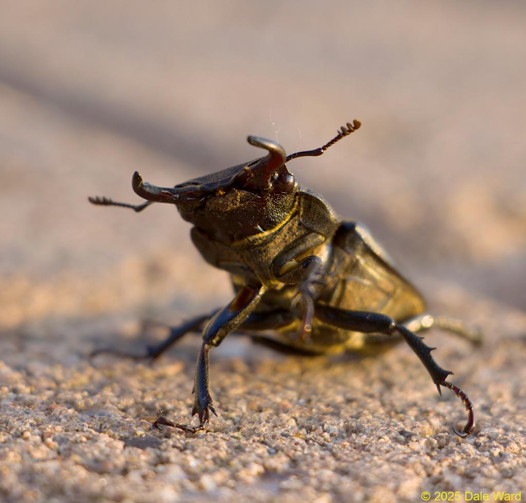 Cottonwood Stag Beetle Cottonwood Stag Beetle