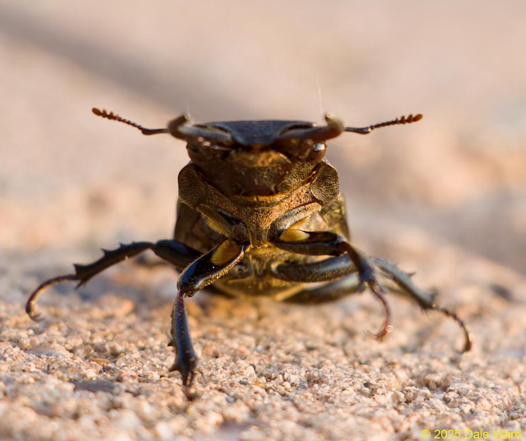 Cottonwood Stag Beetle Cottonwood Stag Beetle