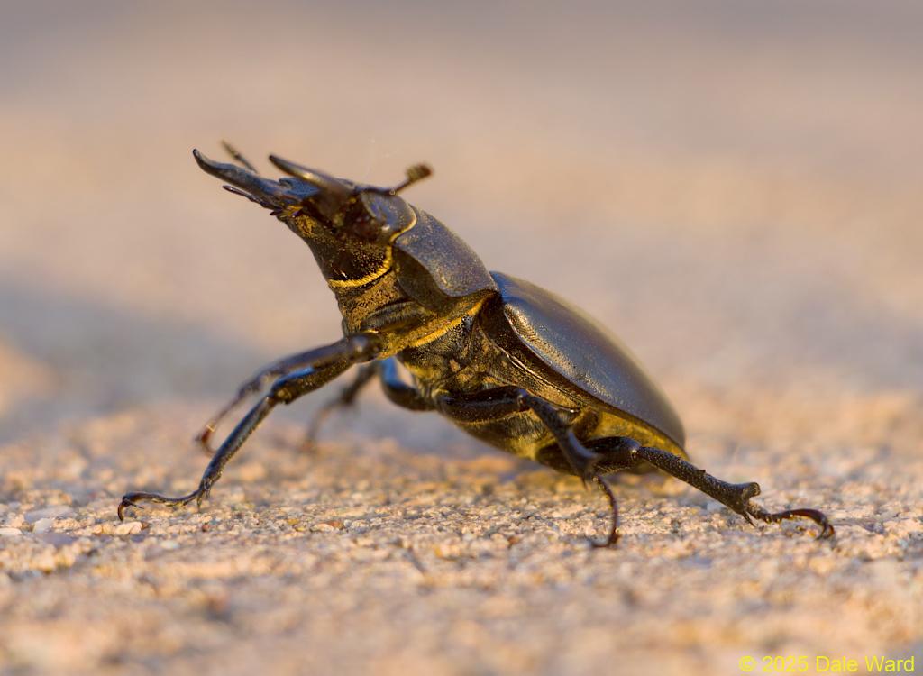 Cottonwood Stag Beetle Cottonwood Stag Beetle