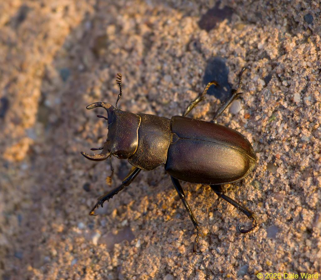 Cottonwood Stag Beetle Cottonwood Stag Beetle