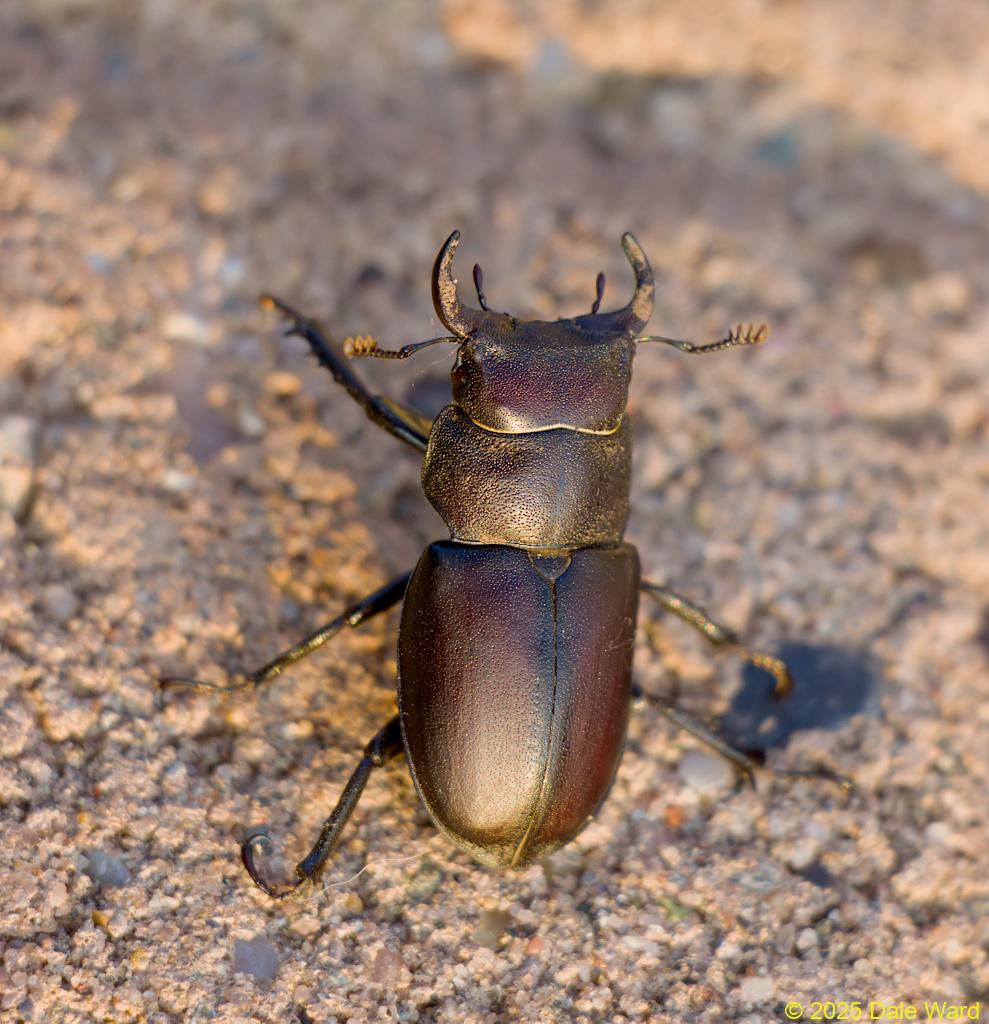 Cottonwood Stag Beetle Cottonwood Stag Beetle