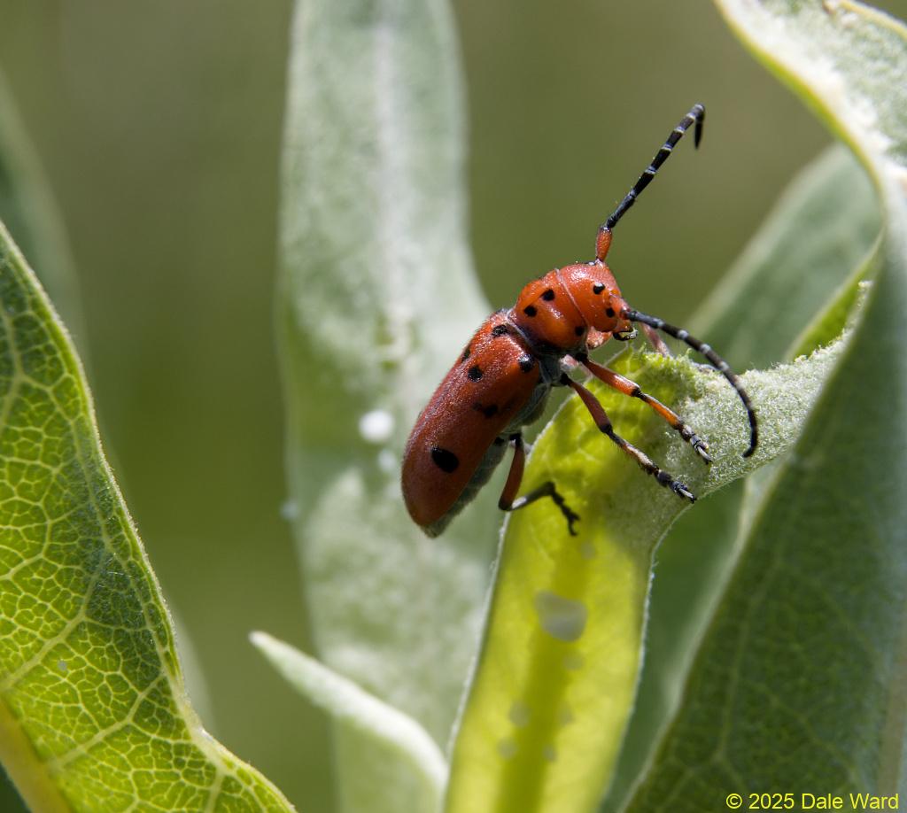 Red-femured Milkweed Beetle