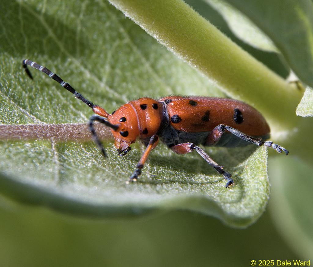 Red-femured Milkweed Beetle