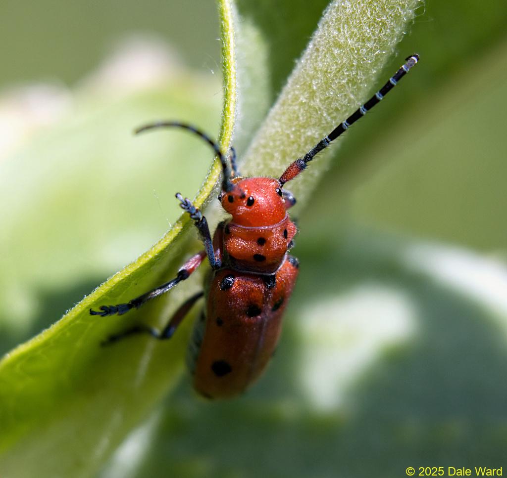 Red-femured Milkweed Beetle