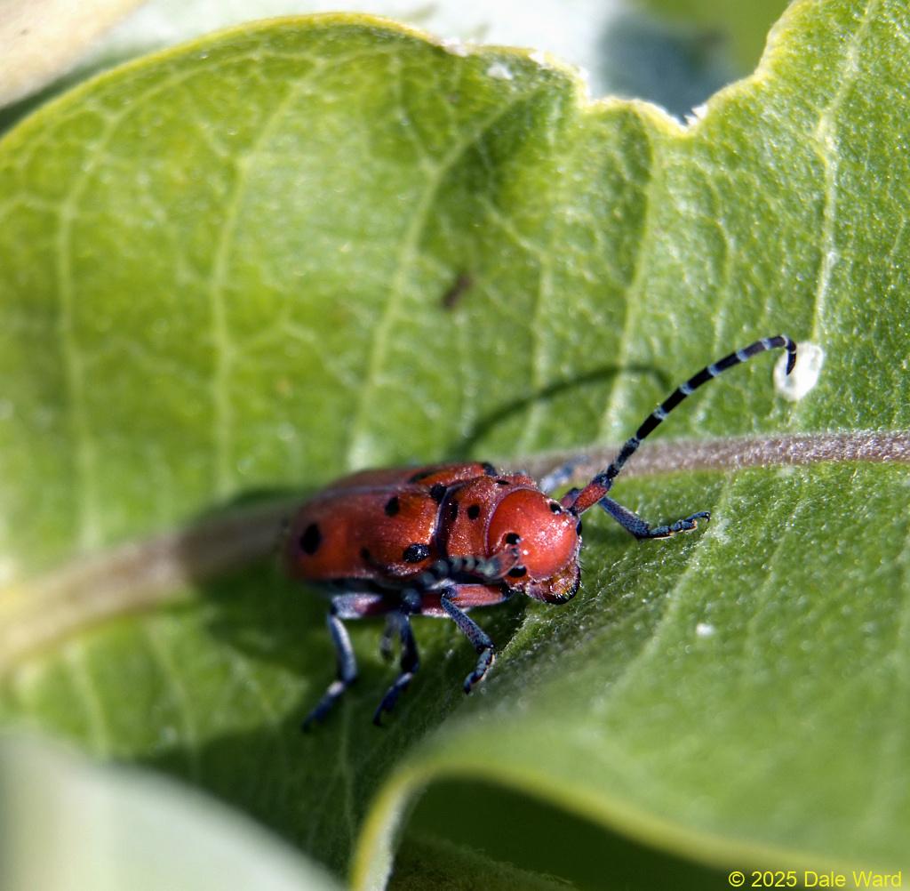 Red-femured Milkweed Beetle