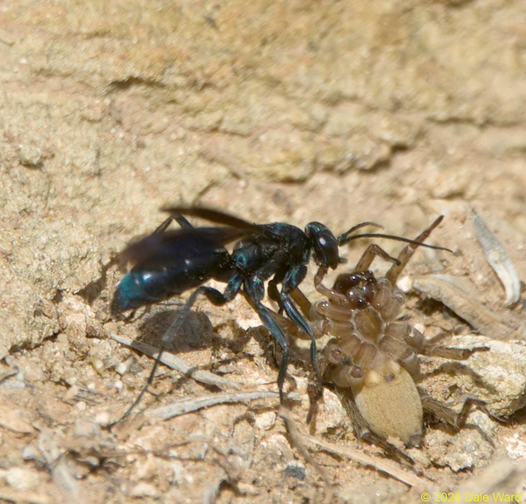 Eventually the wasp pulled the paralyzed spider free of the hole.