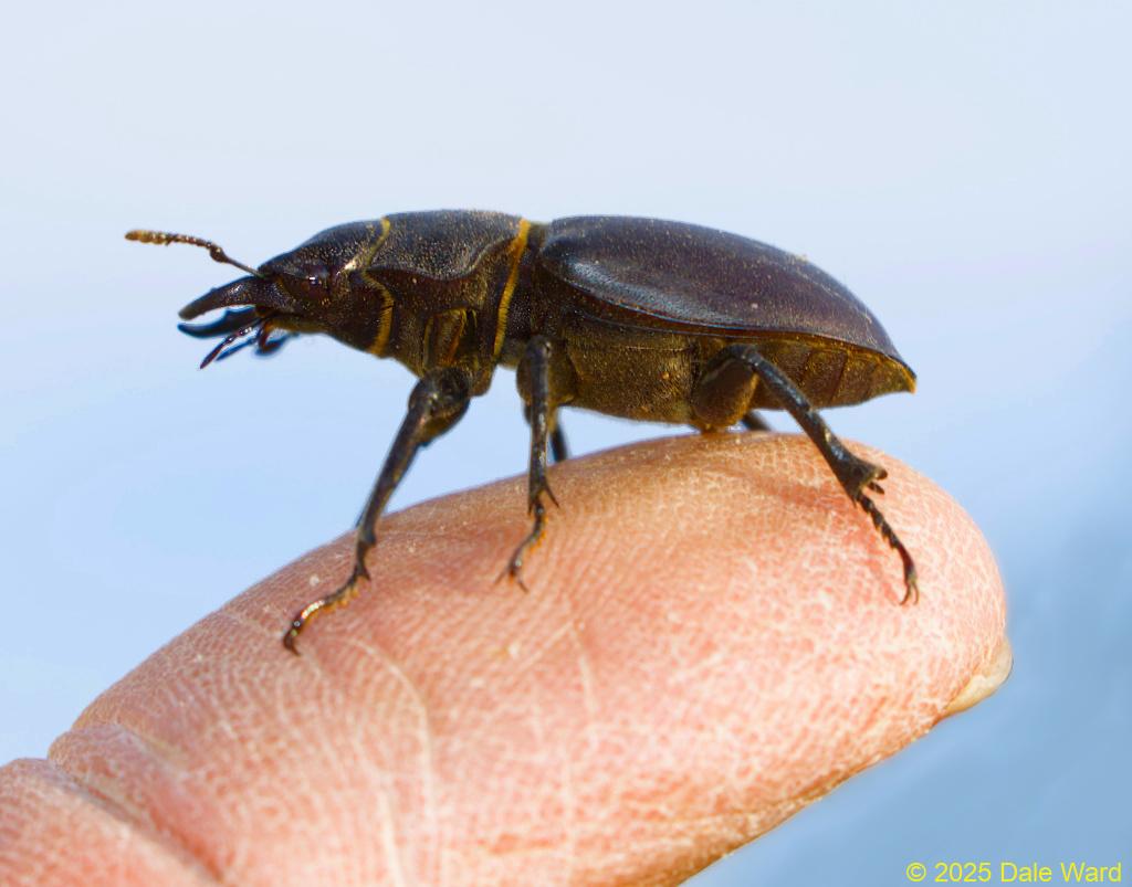 Cottonwood Stag Beetle Cottonwood Stag Beetle
