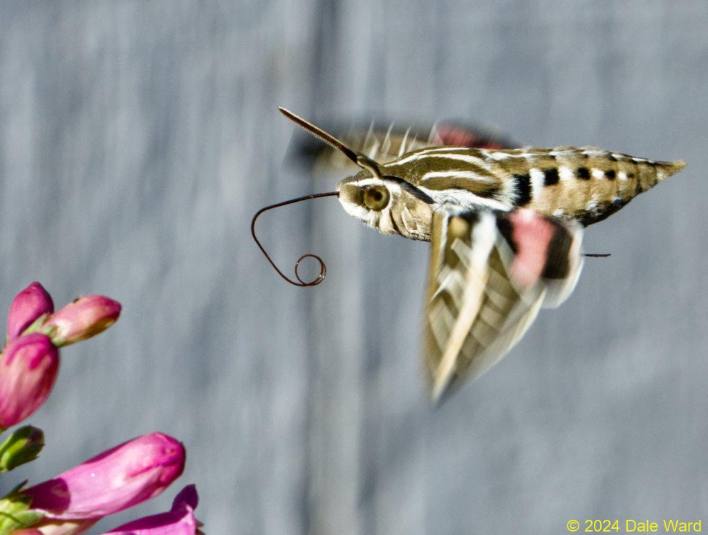 Sphinx moth and penstemon Sphinx moth and penstemon