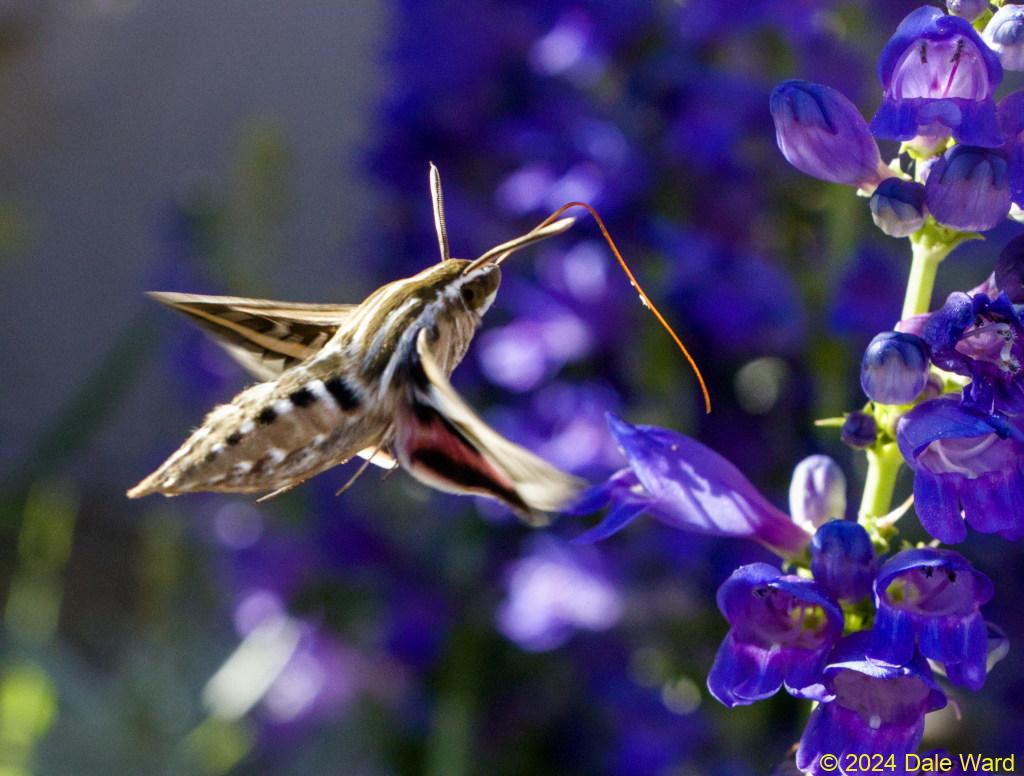 Sphinx moth and penstemon Sphinx moth and penstemon