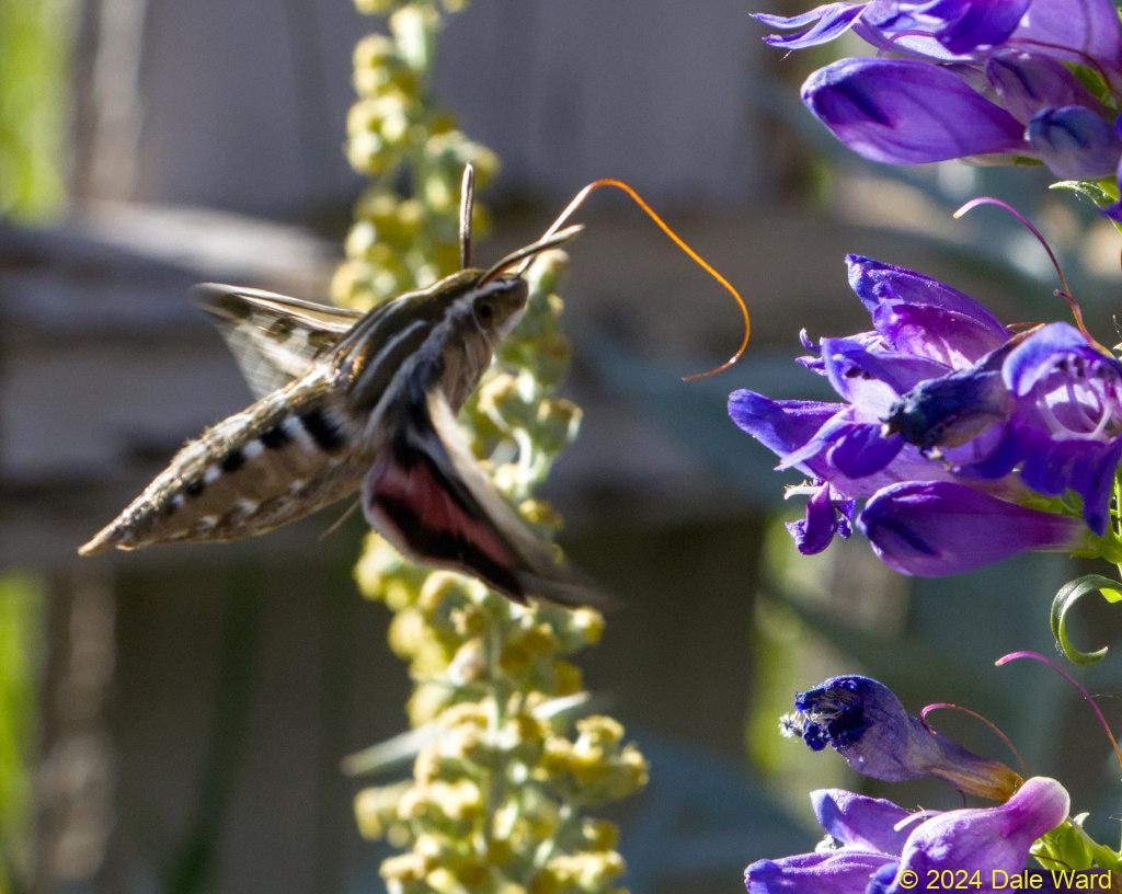 Sphinx moth and penstemon Sphinx moth and penstemon