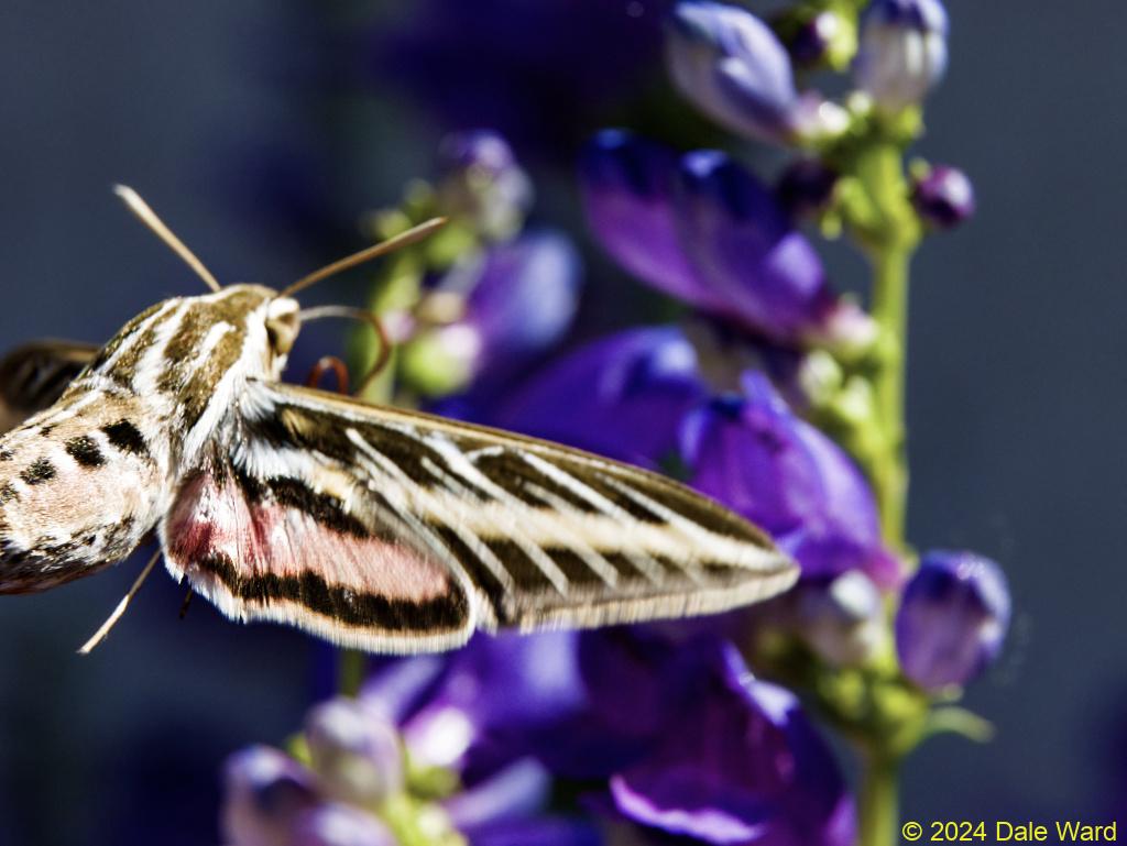 Sphinx moth and penstemon Sphinx moth and penstemon