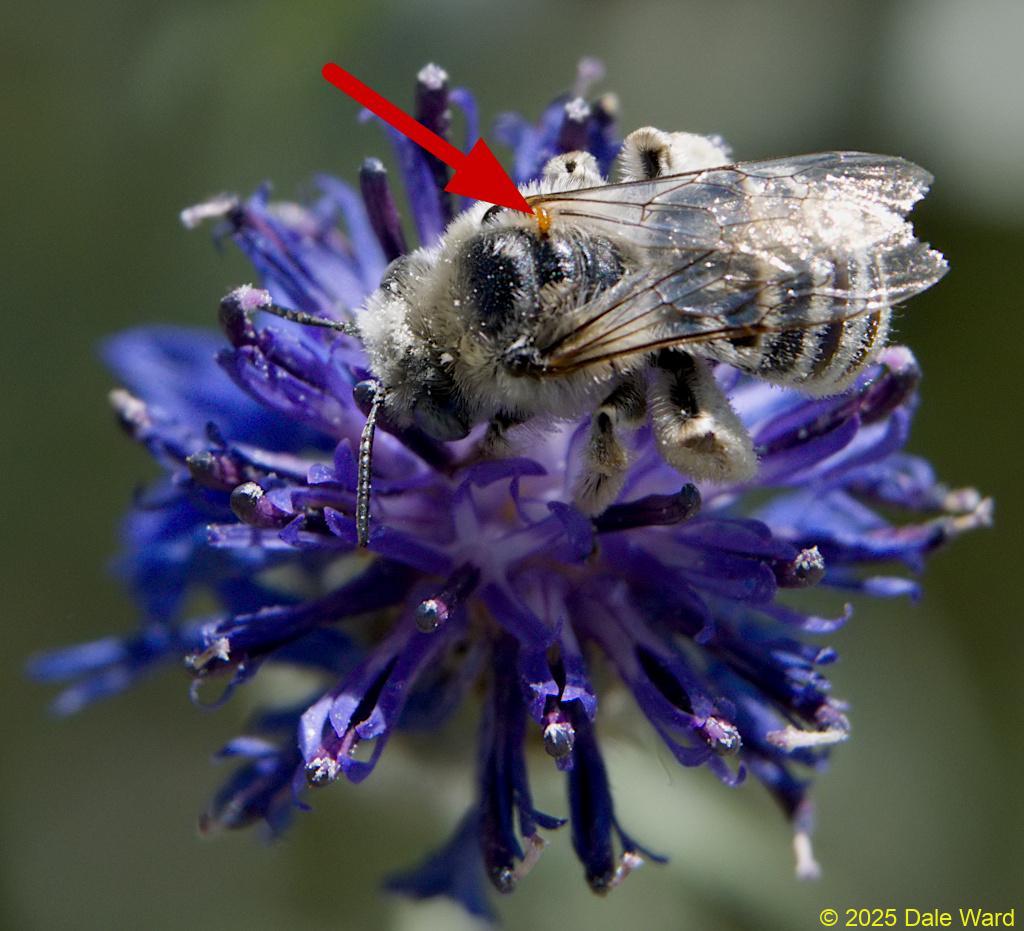 Solitary bee and triungulin Solitary bee w triungulin