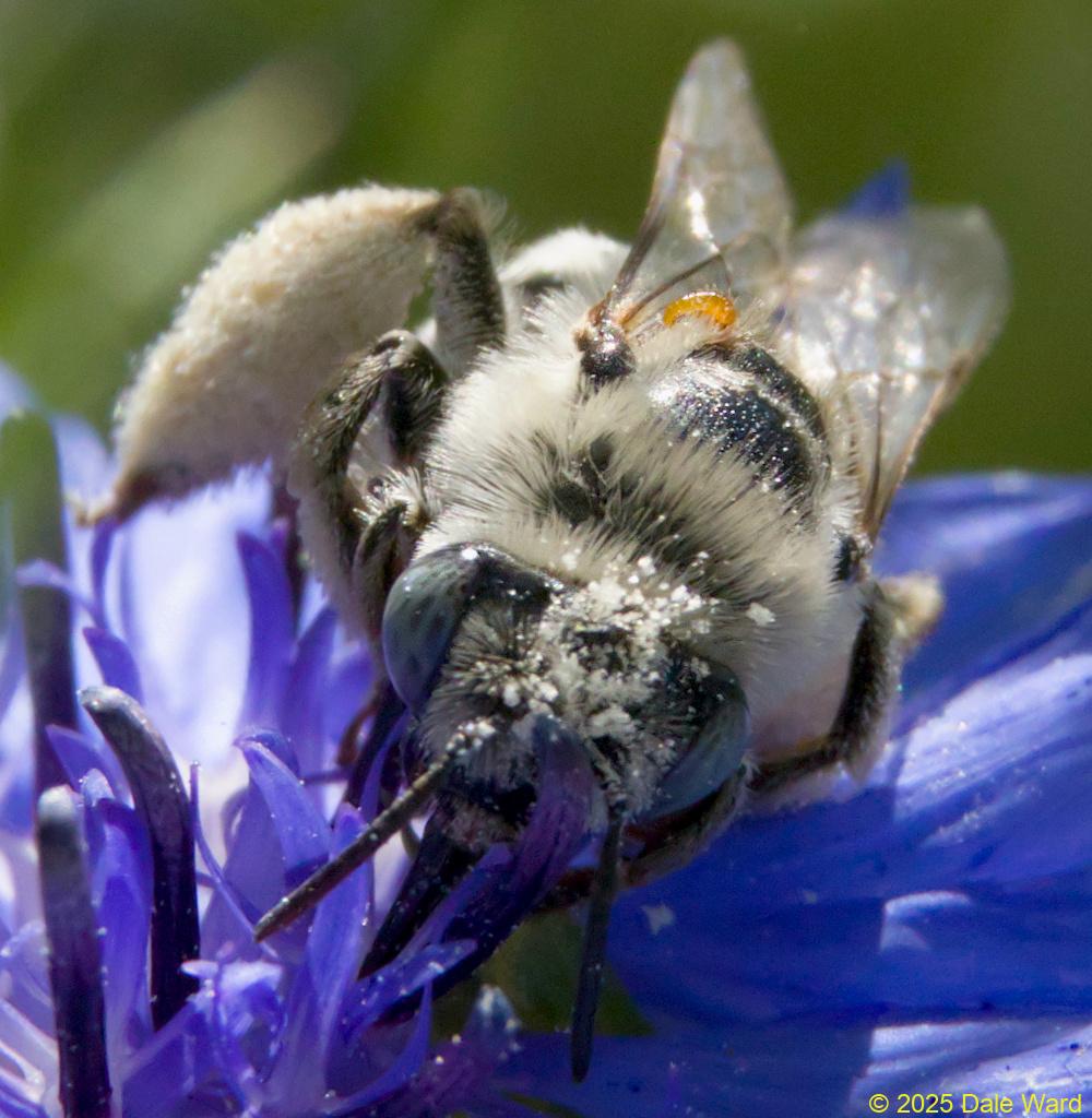 Solitary bee and triungulin Solitary bee w triungulin