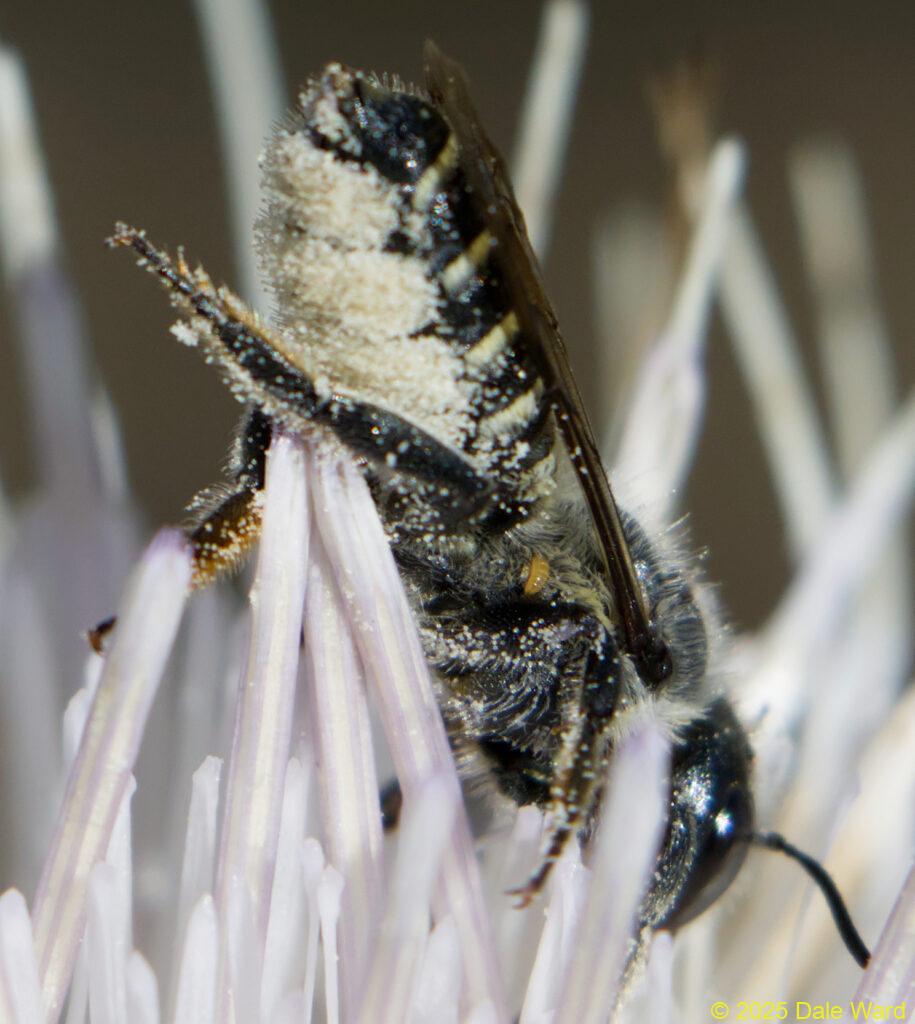Solitary bee and triungulin Leafcutter bee w triungulin
