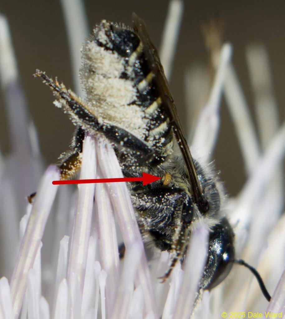 Solitary bee and triungulin Leafcutter bee w triungulin